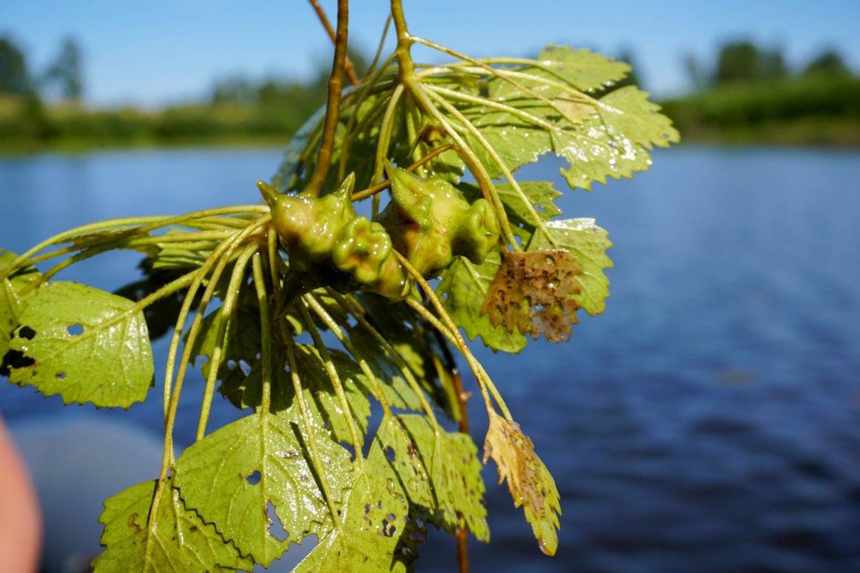 Манжерок орех