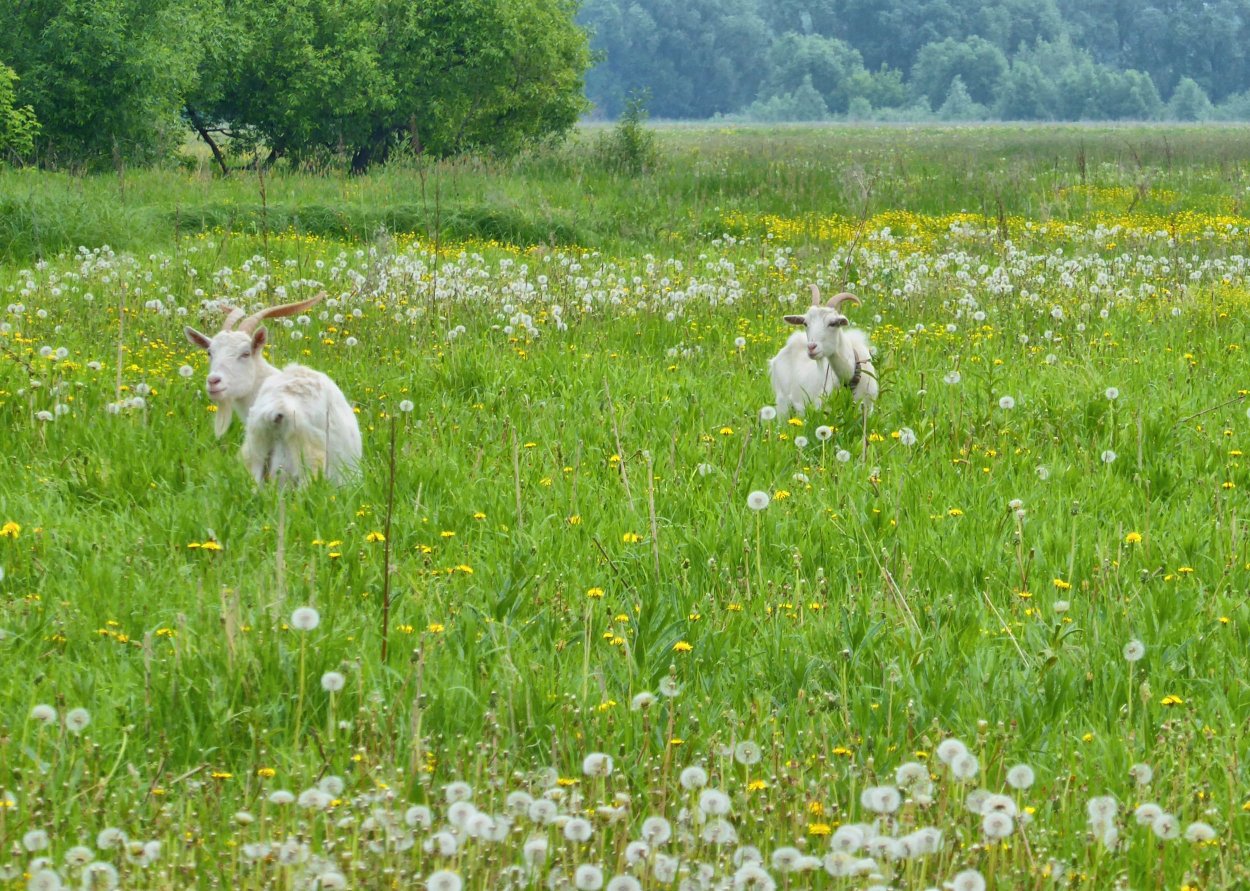 Заяц вид сзади