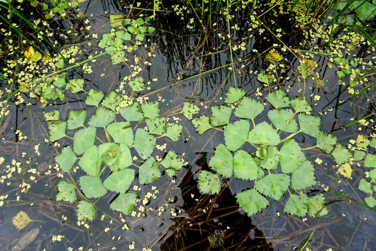 Манжерок озеро Чилим