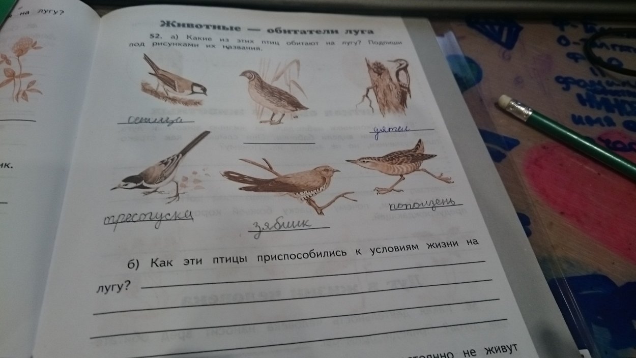 Луговое разнотравье