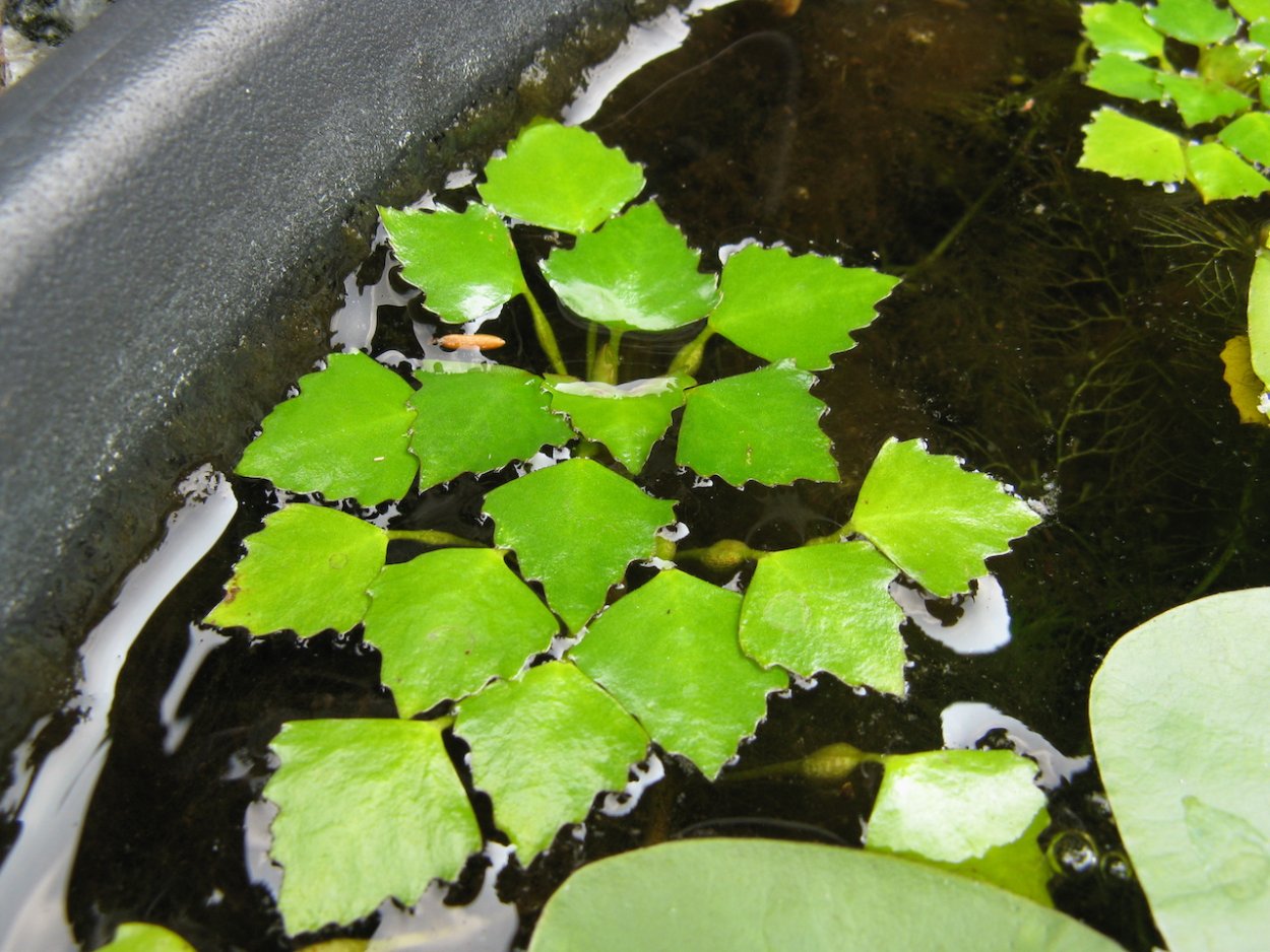 Рогульник маньчжурский