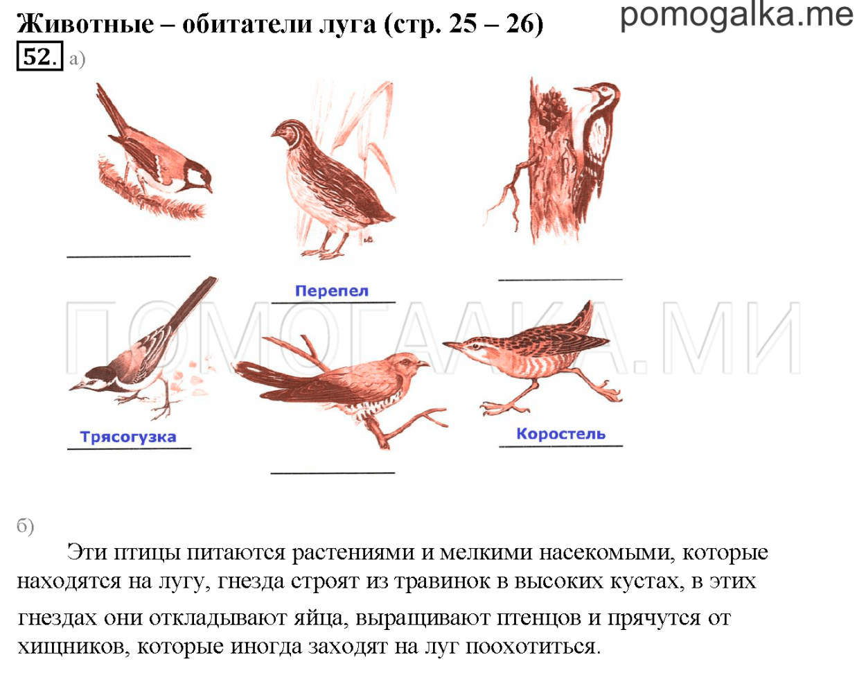 Насекомые летом картинки для детей