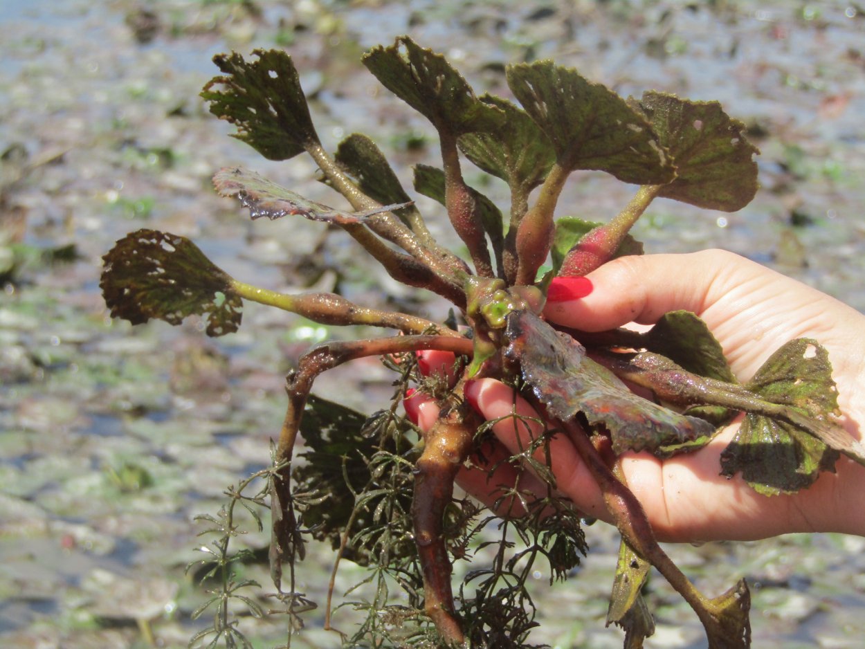 Рогульник Астраханский