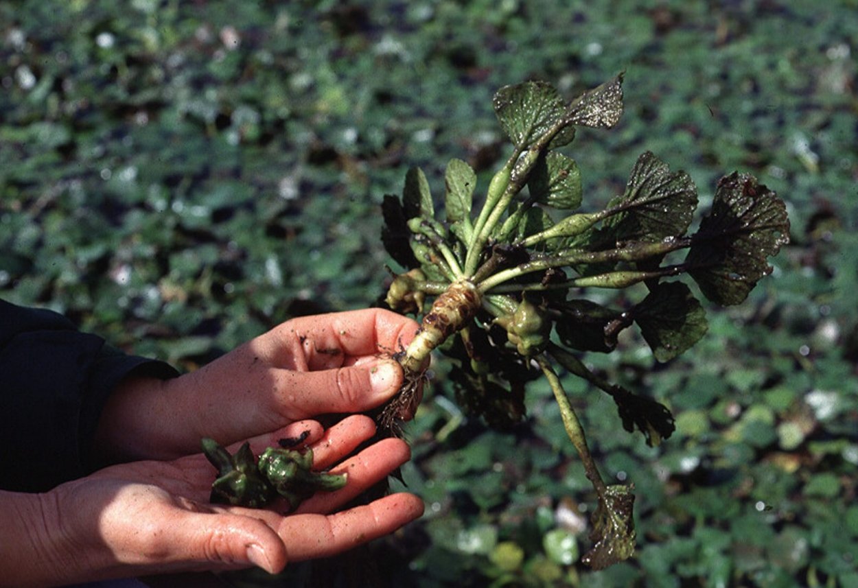 Чилим корни