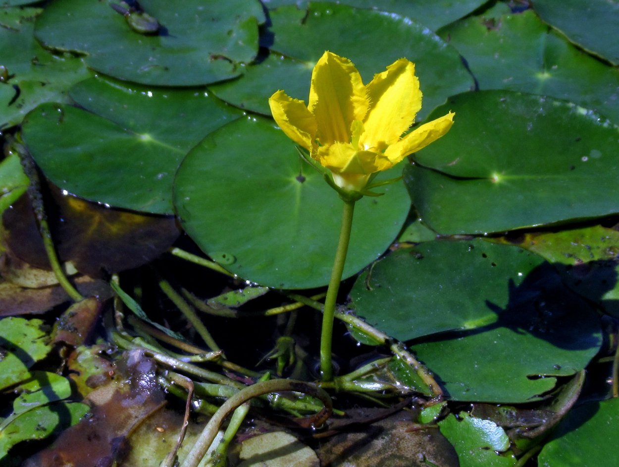 Болотноцветник щитолистный