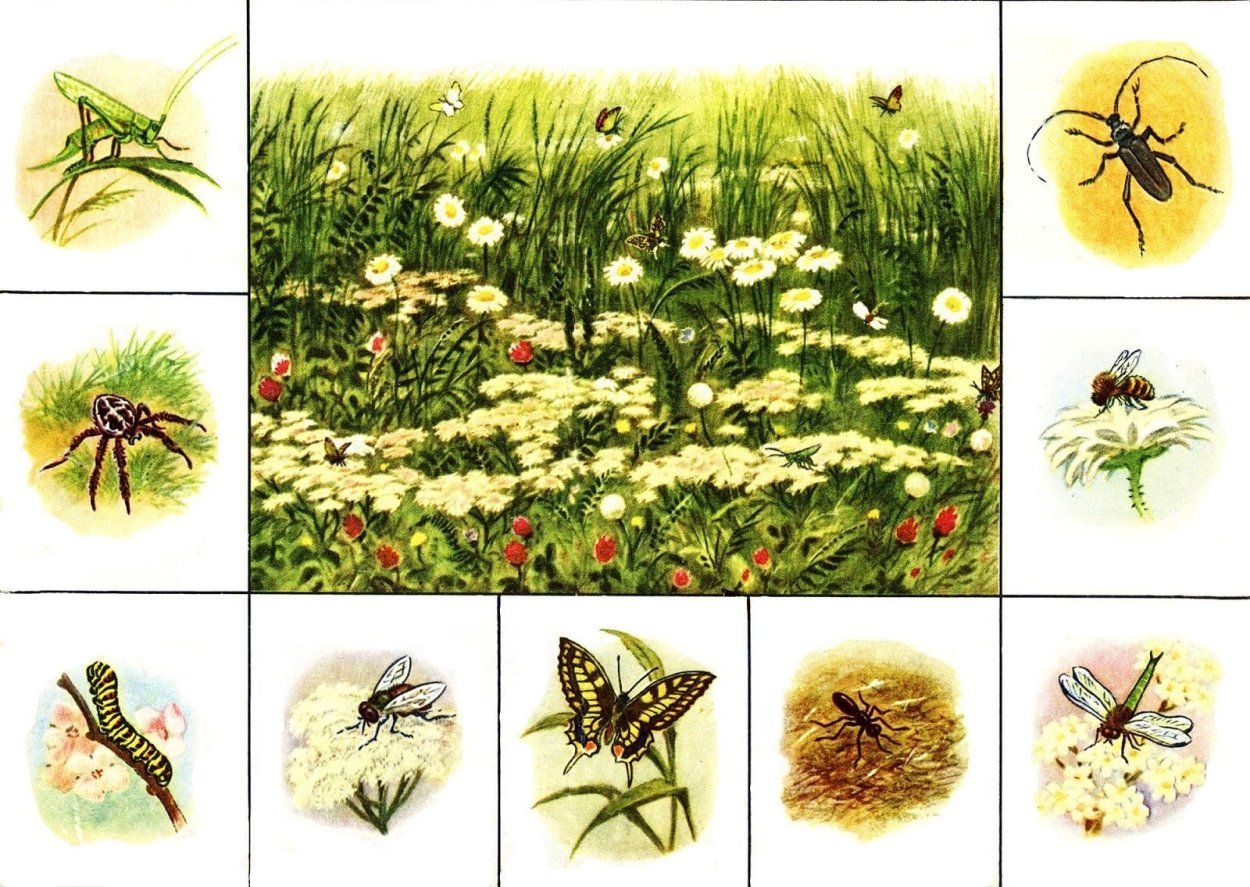 Лекарственные травы Луга