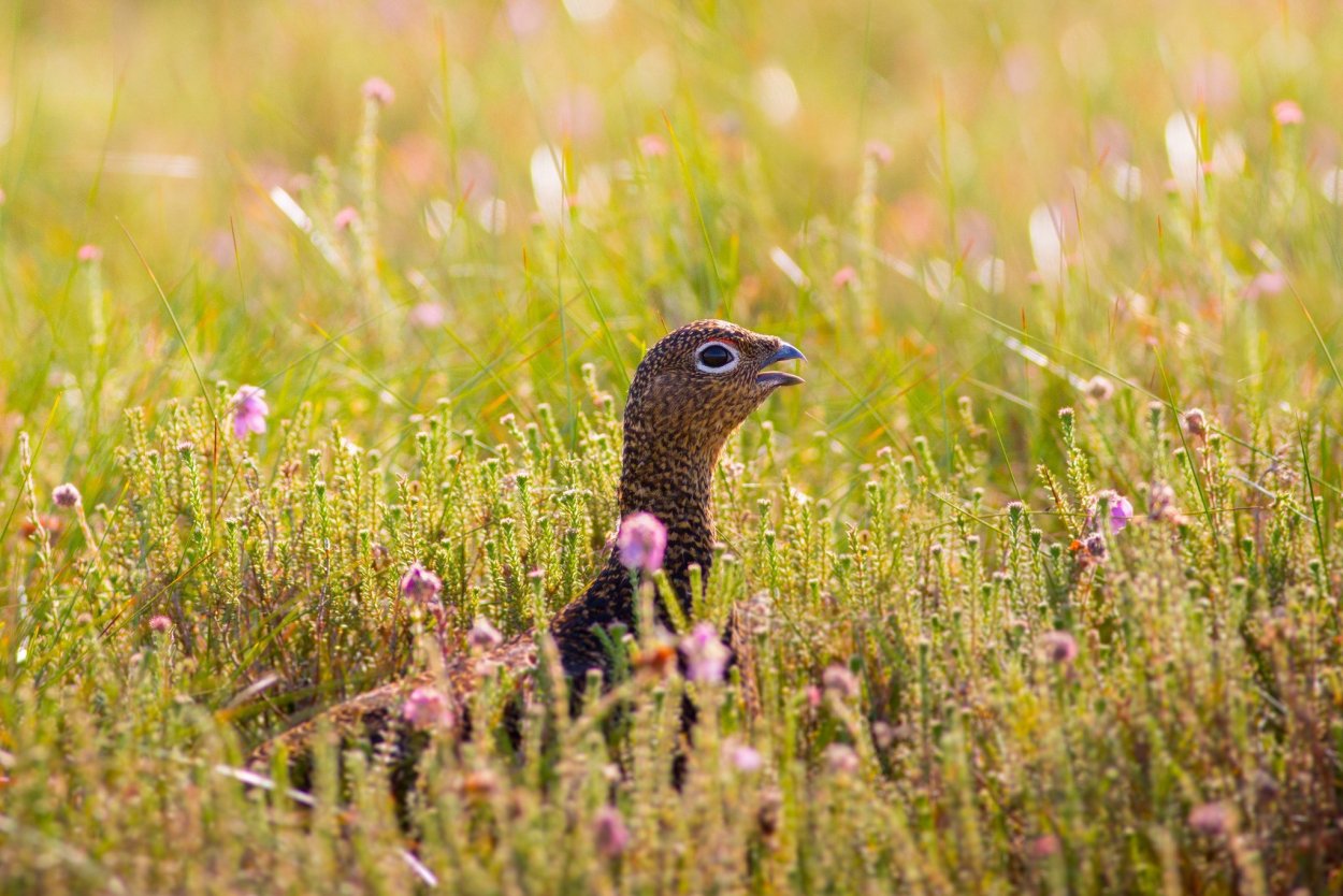 Обитатели Луга