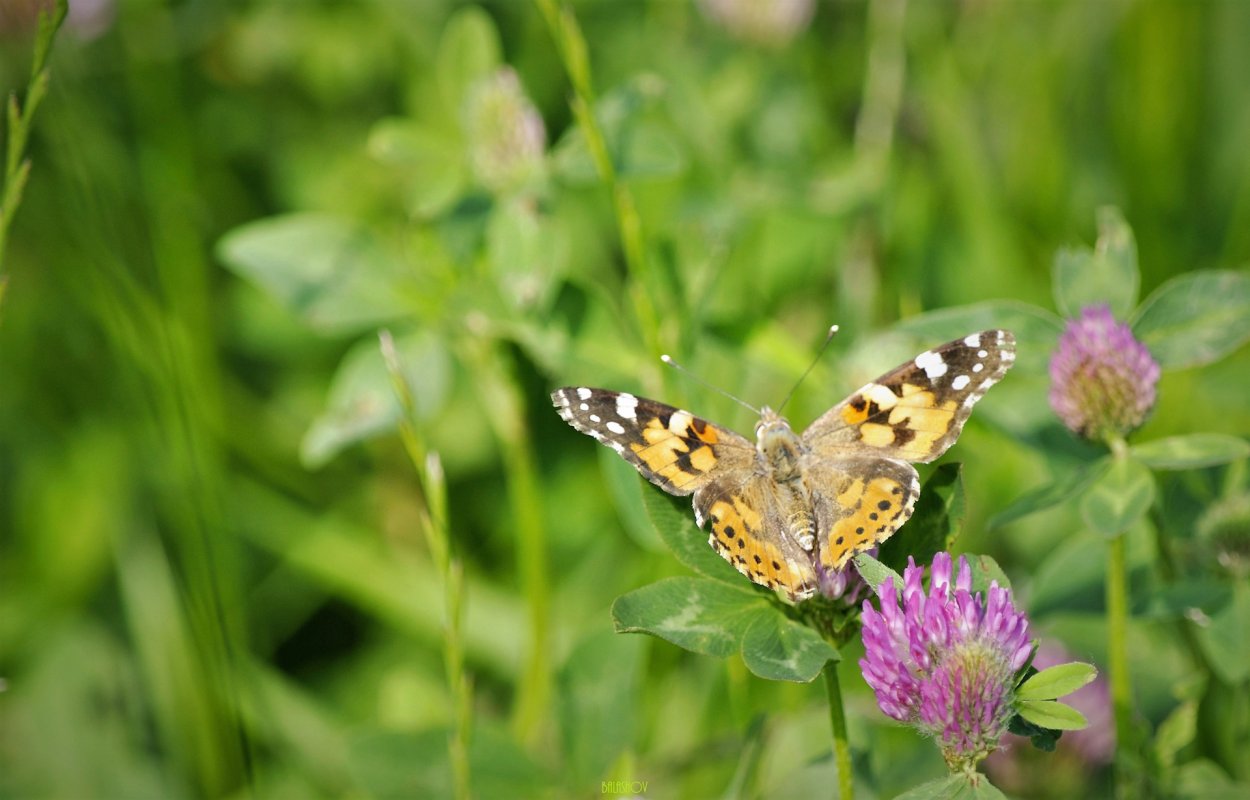 Животные лугов Челябинской области