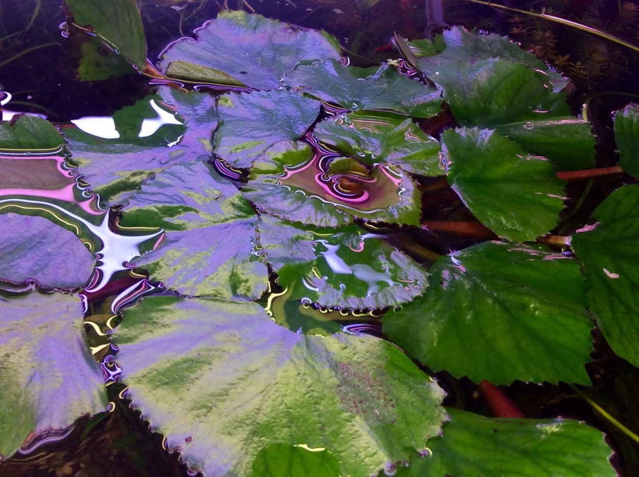 Чилим флексим