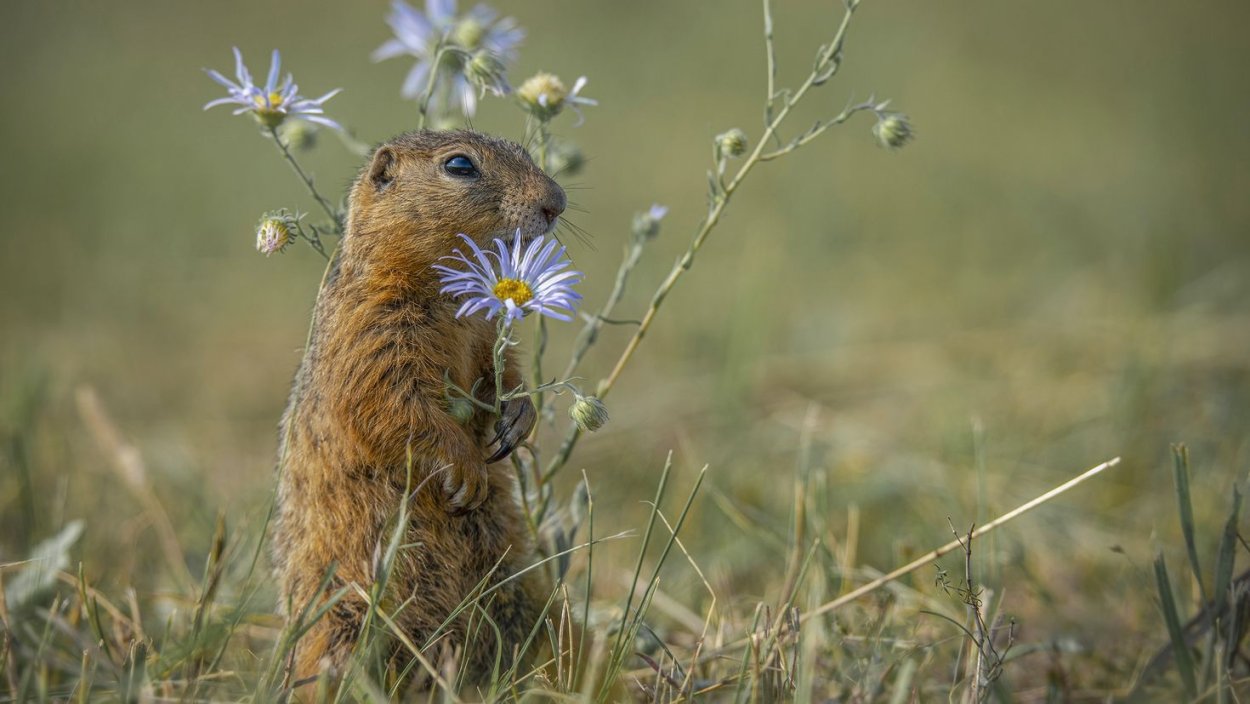 Картина Артюшенко насекомые и пауки