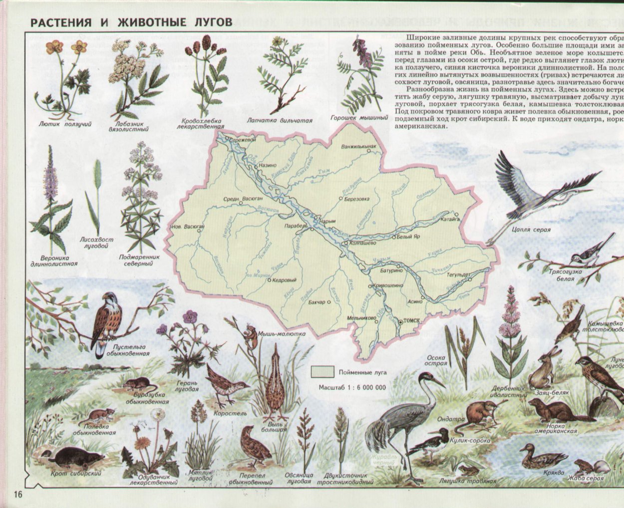 Алтайская лиса