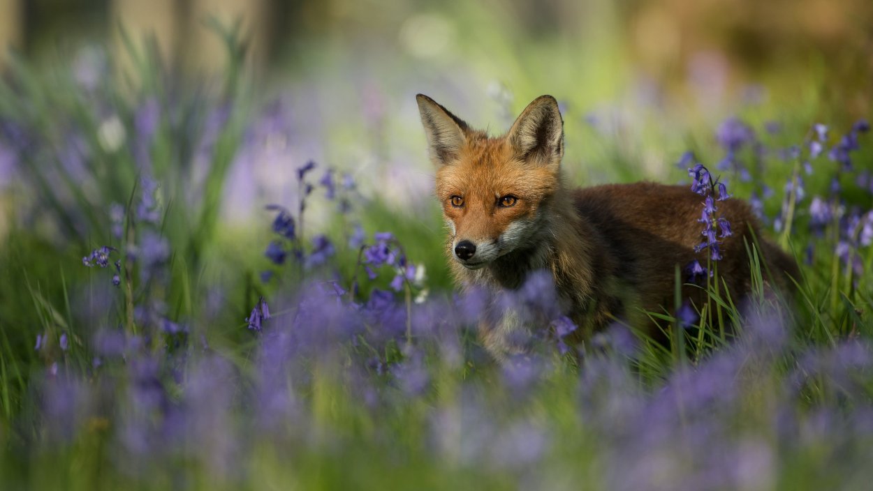 Ромашки на лугу
