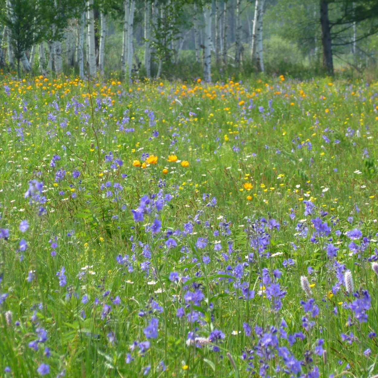 Колокольчик Луговой цветок