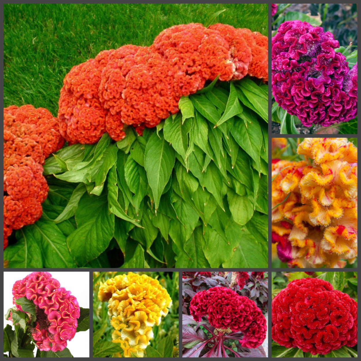 Целозия гребенчатая коралловый сад