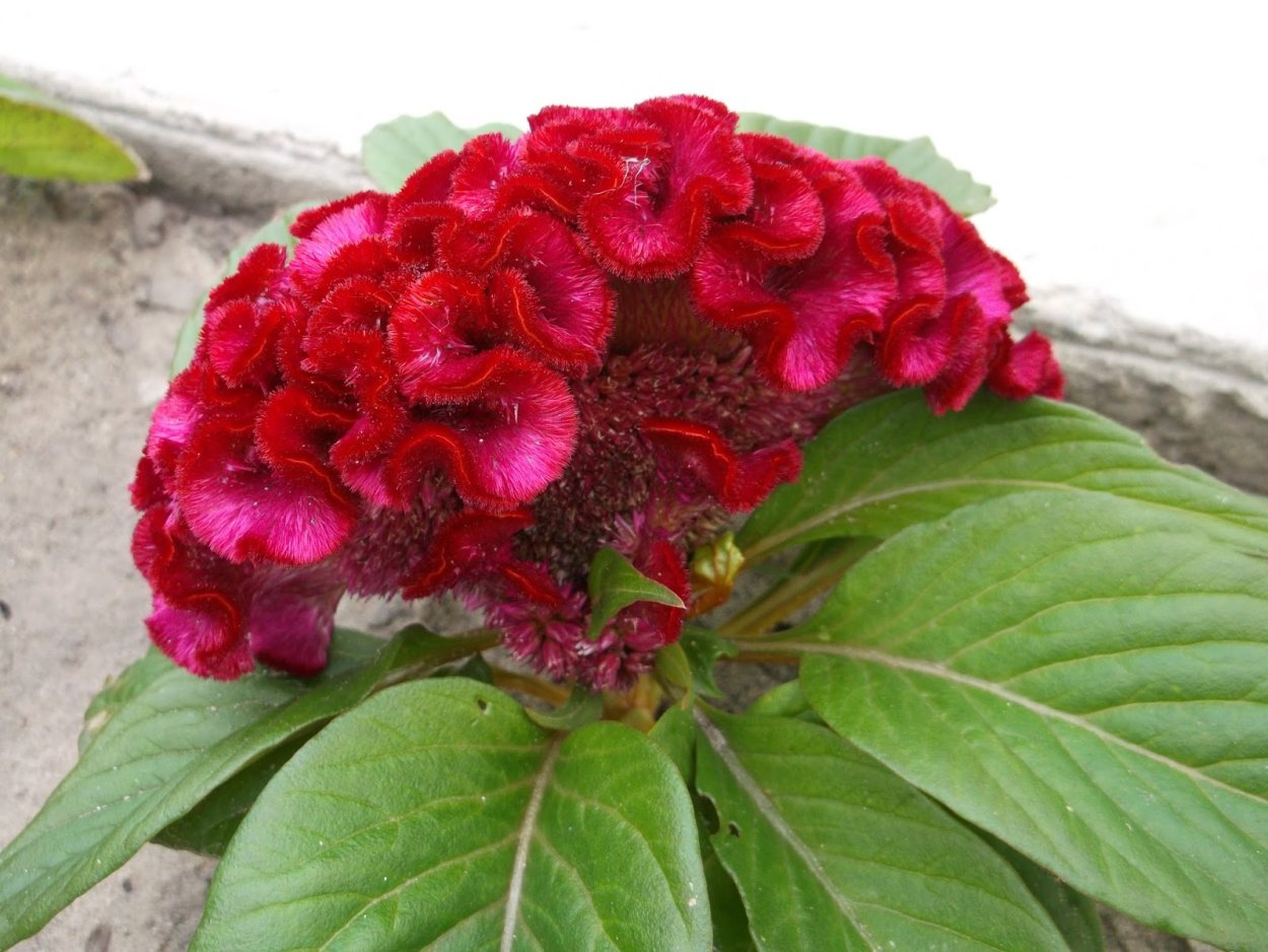 Целозия Империалис