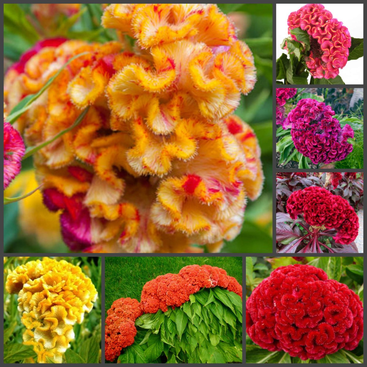 Целозия Брайт Спаркс микс