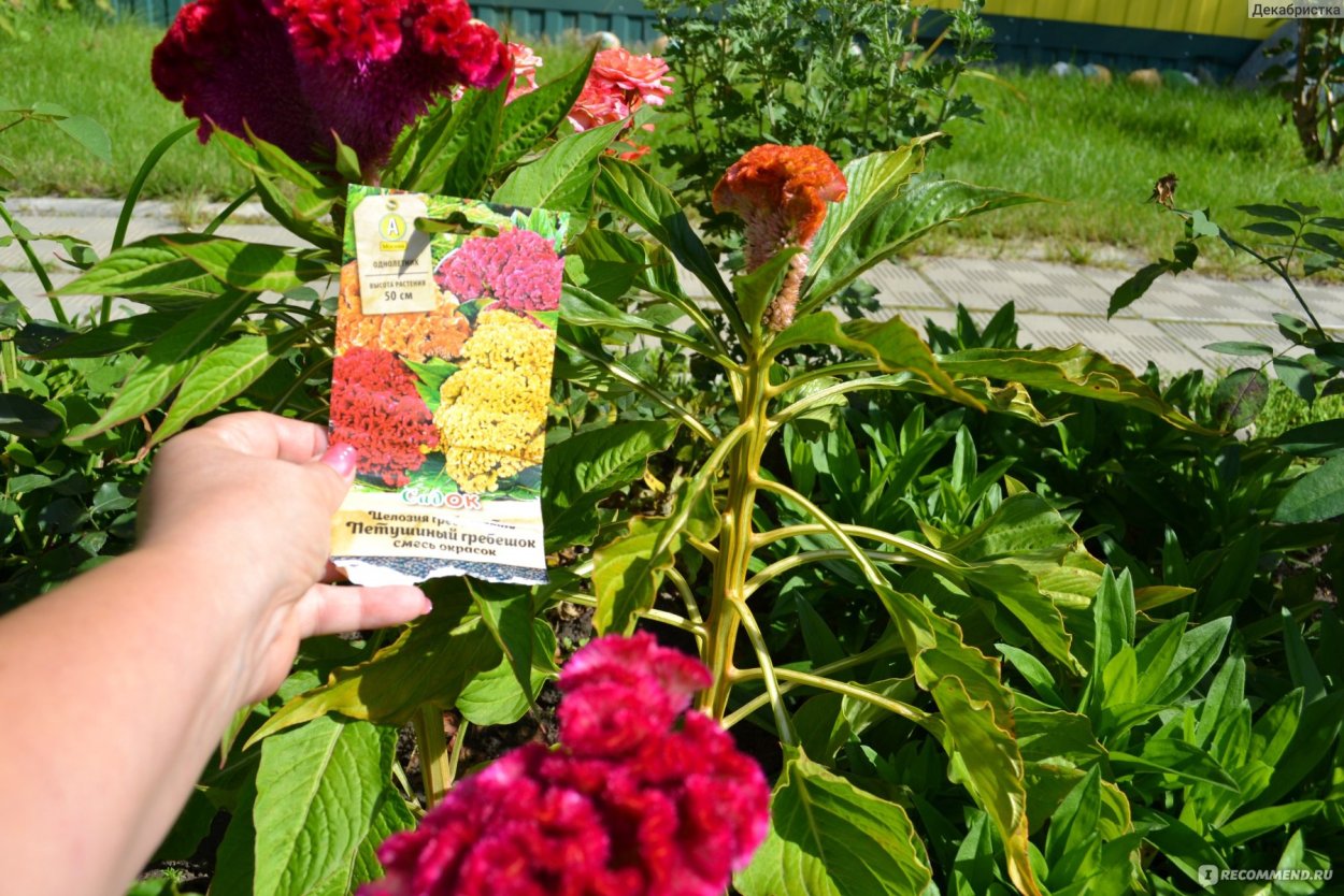 Целозия гребенчатая Концертина Парпл