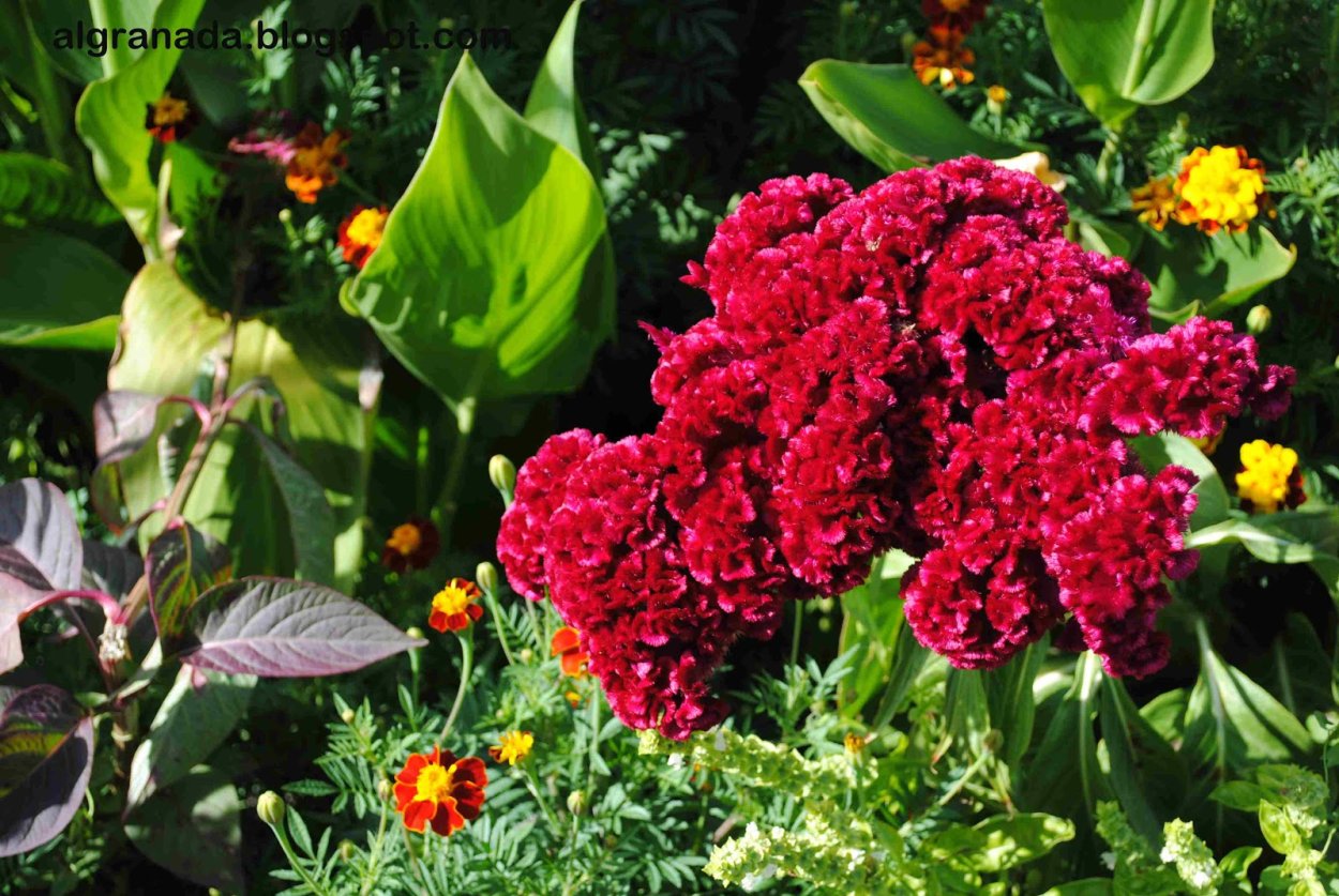 Цветок целозия гребенчатая корона