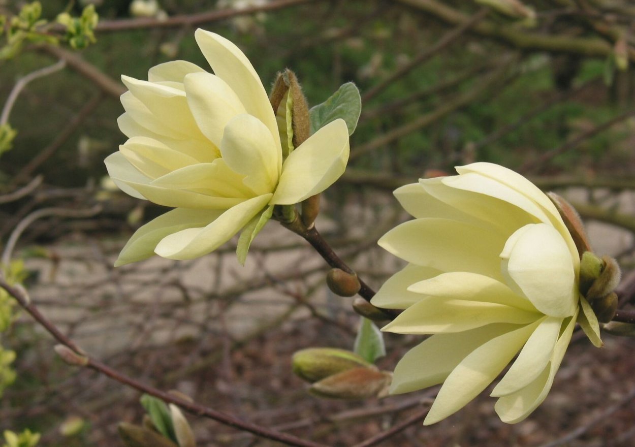 Весенняя Магнолия