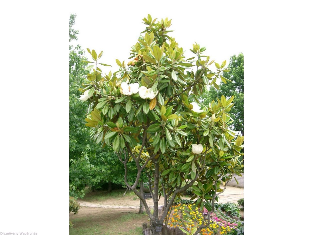 Магнолия крупноцветковая