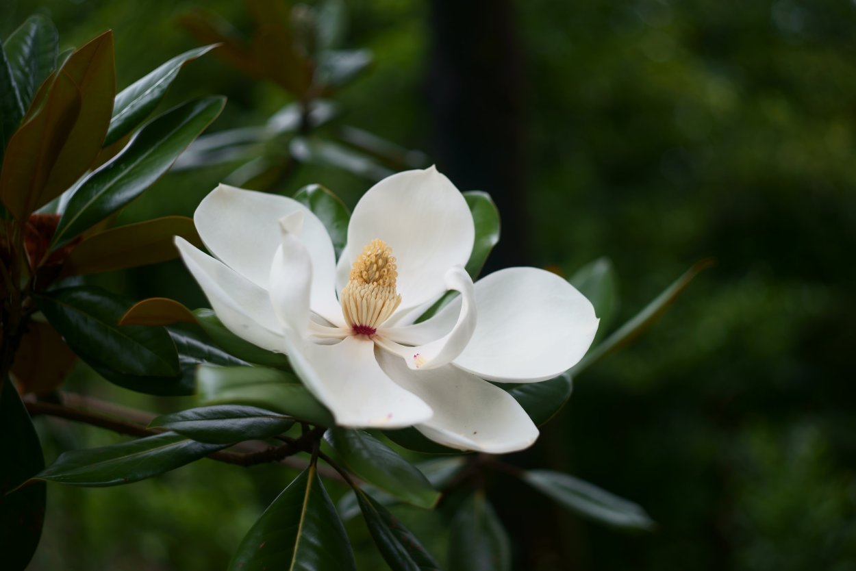Magnolia grandiflora