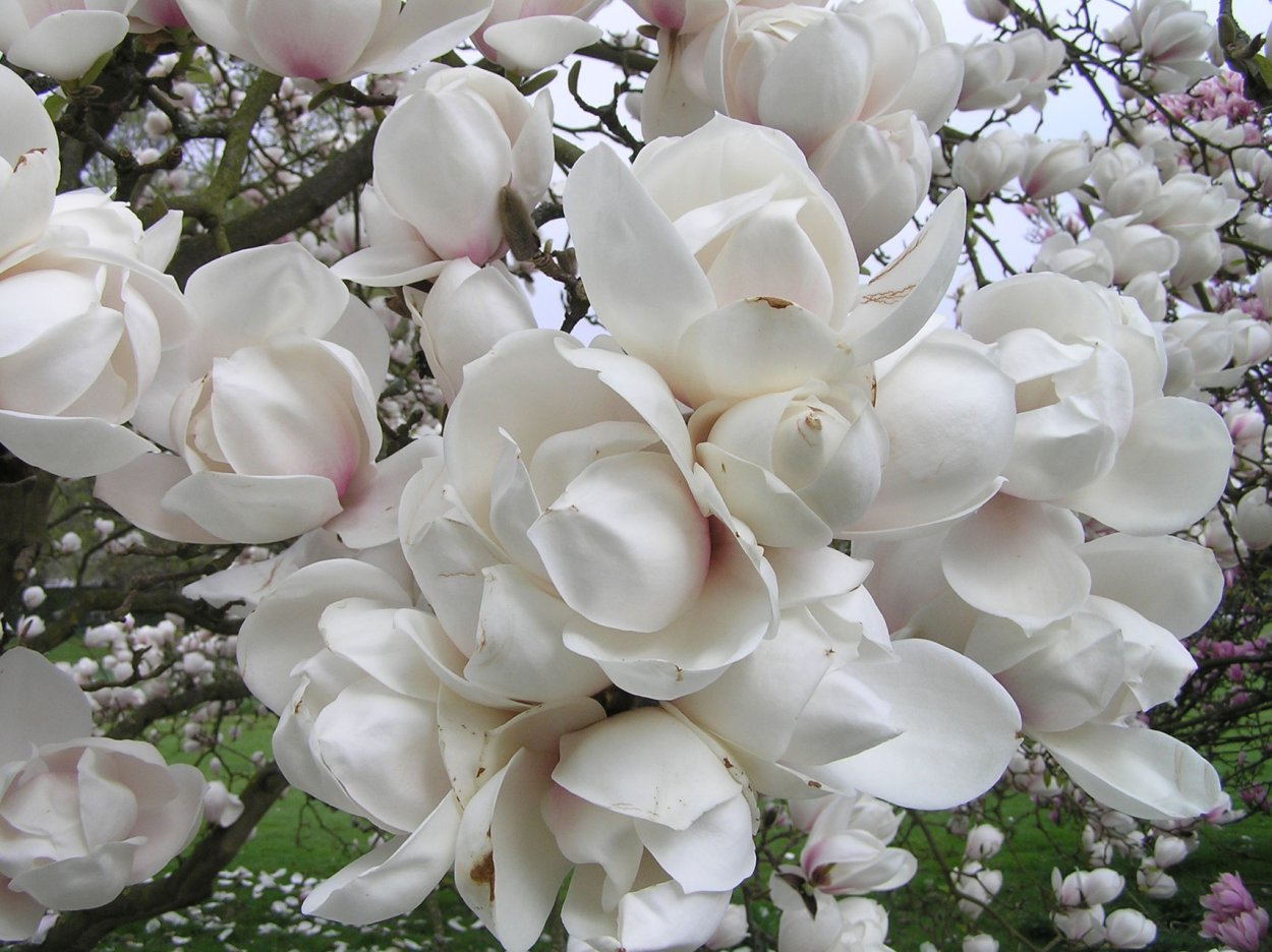 Магнолия Южная дерево