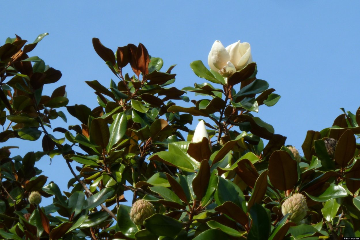 Магнолия Лебнера Кобус