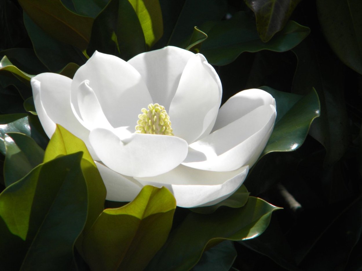 Магнолия белая дерево