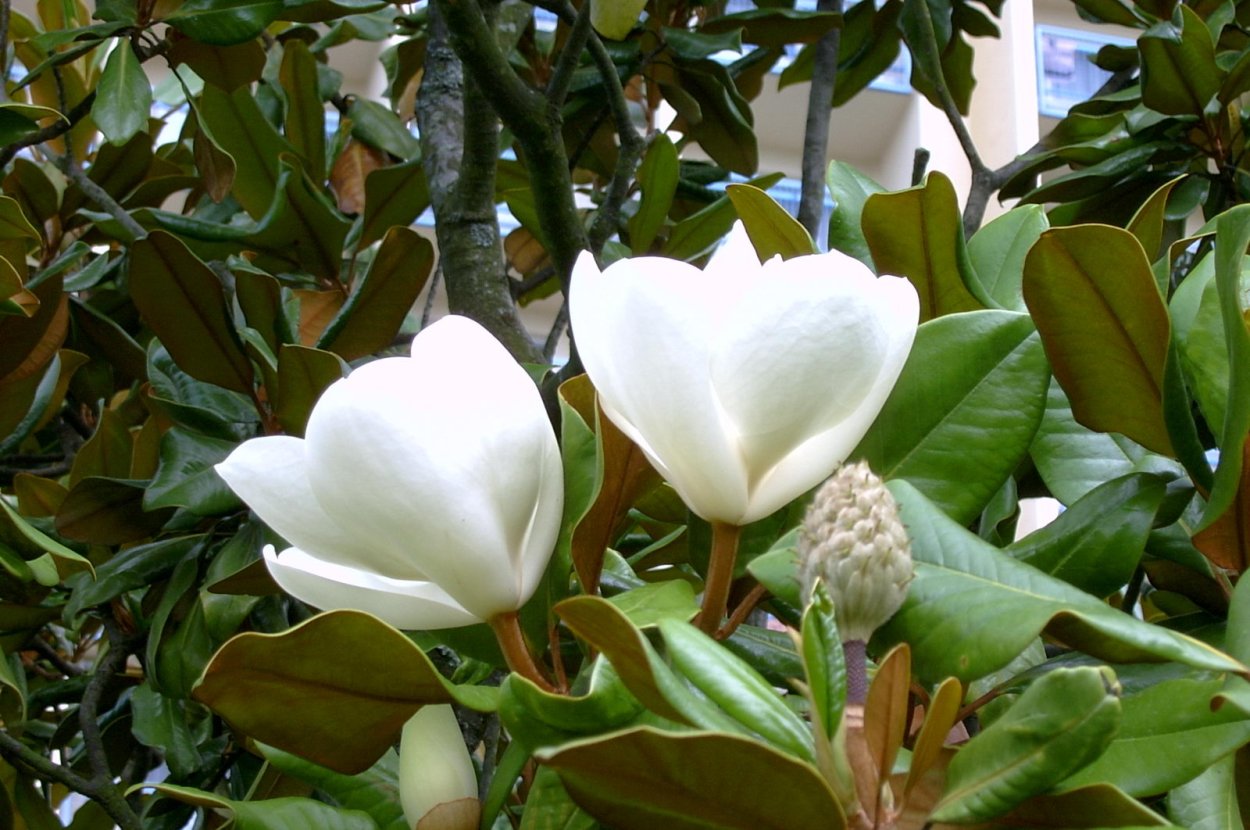 Магнолия Фейри Крим Блаш