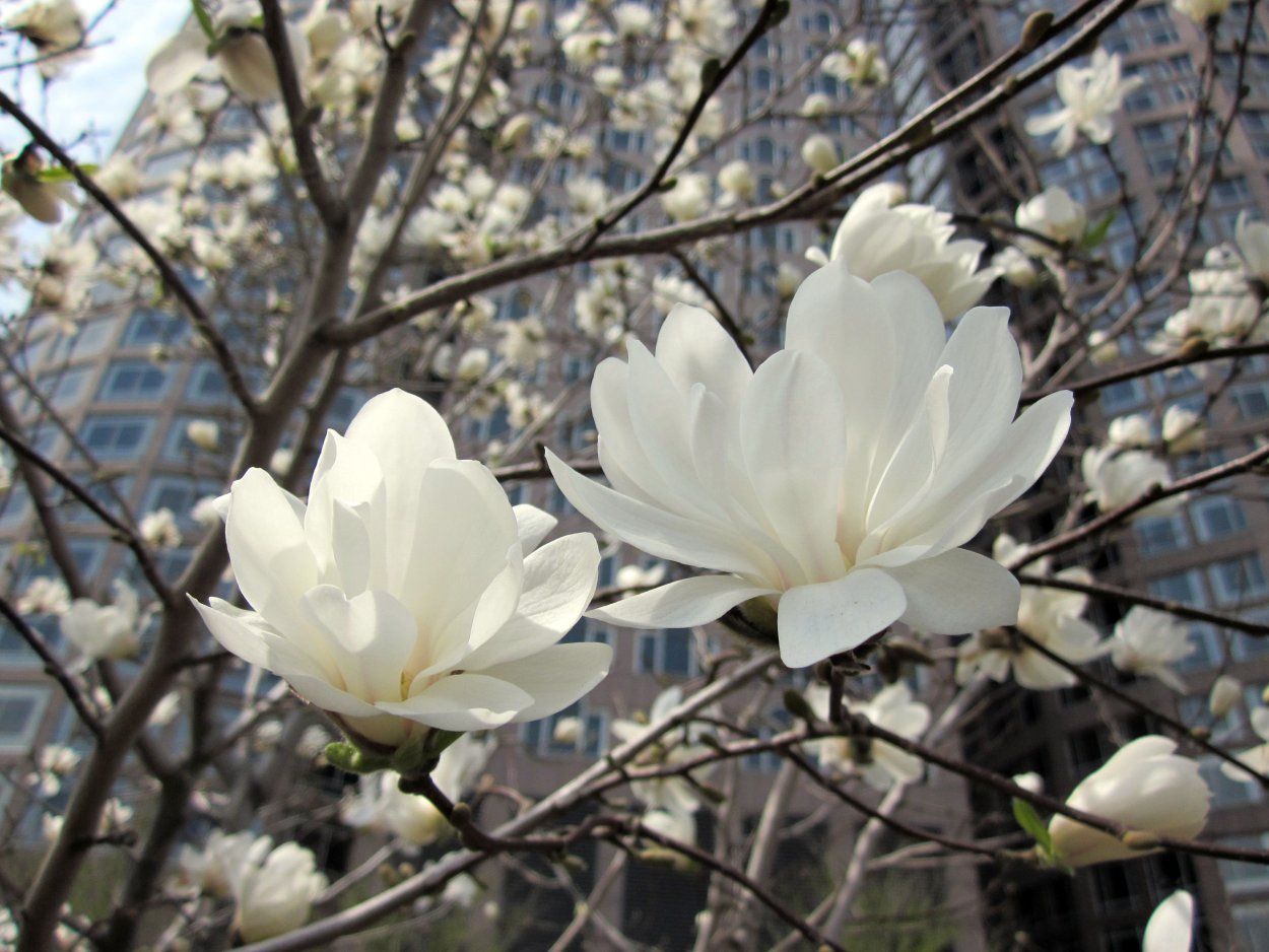 Магнолия грандифлора дерево