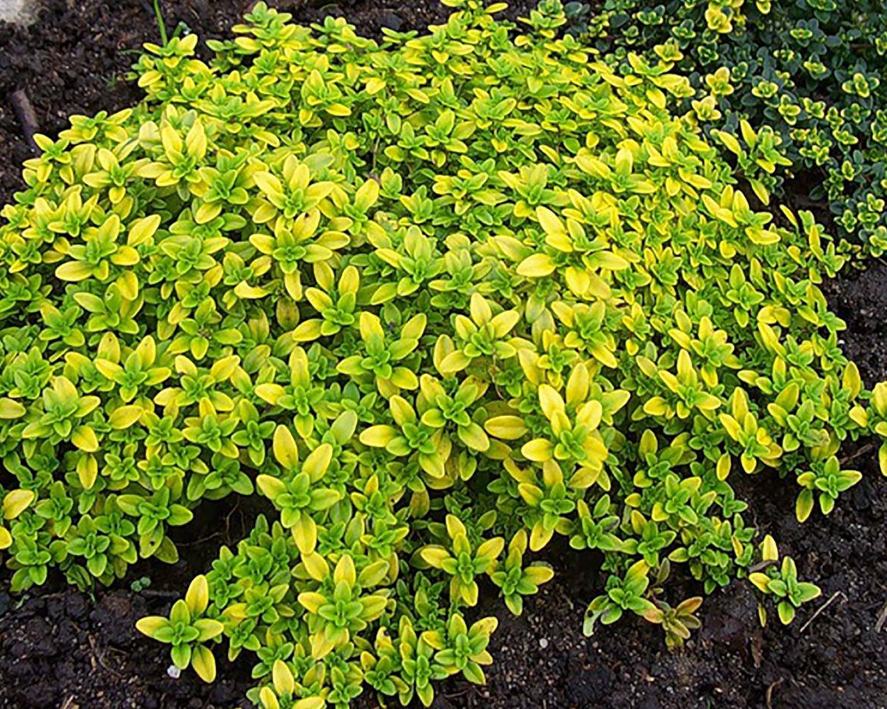 Тимьян лимоннопахнущий Mystic Lemon