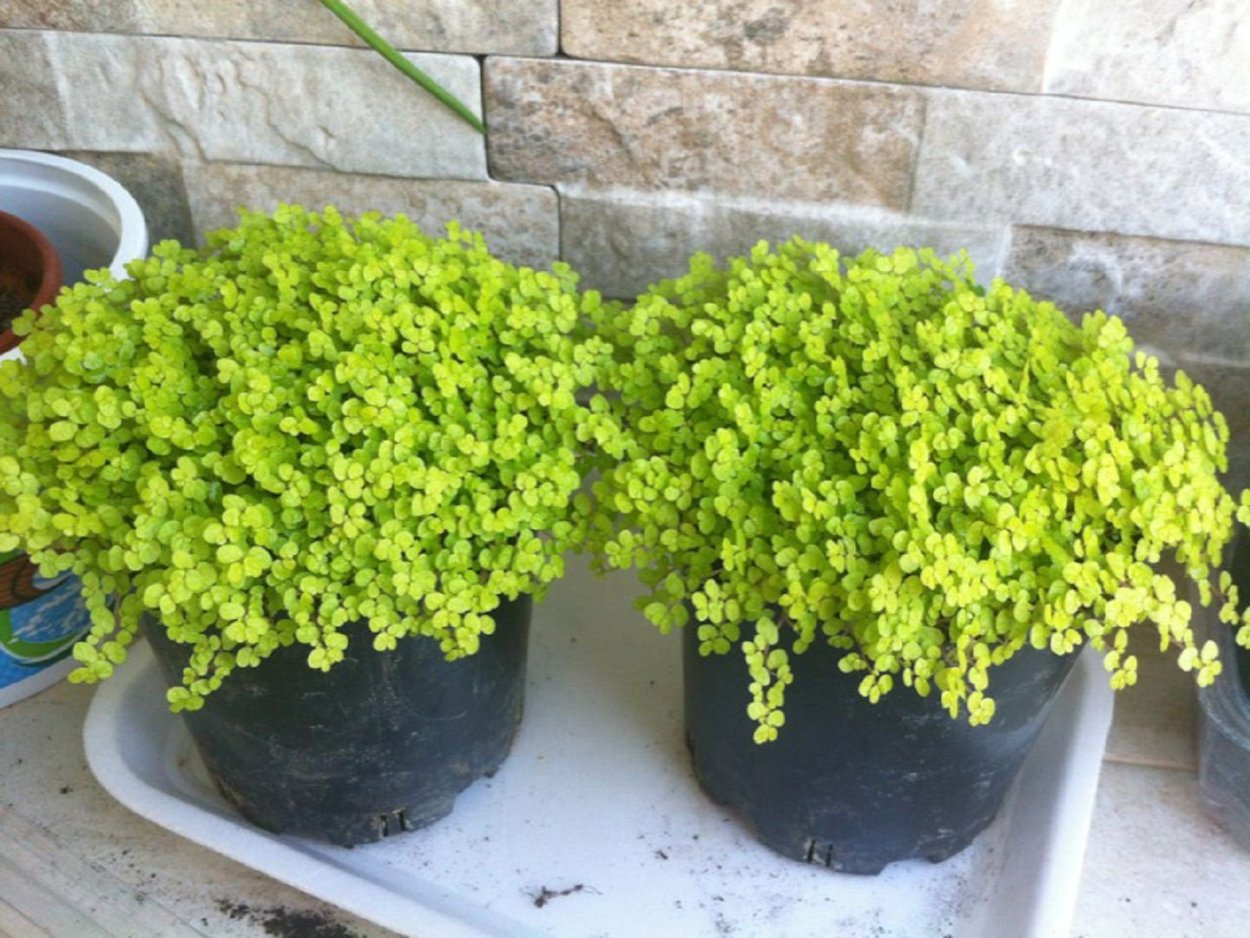 Хельксине Солейроля