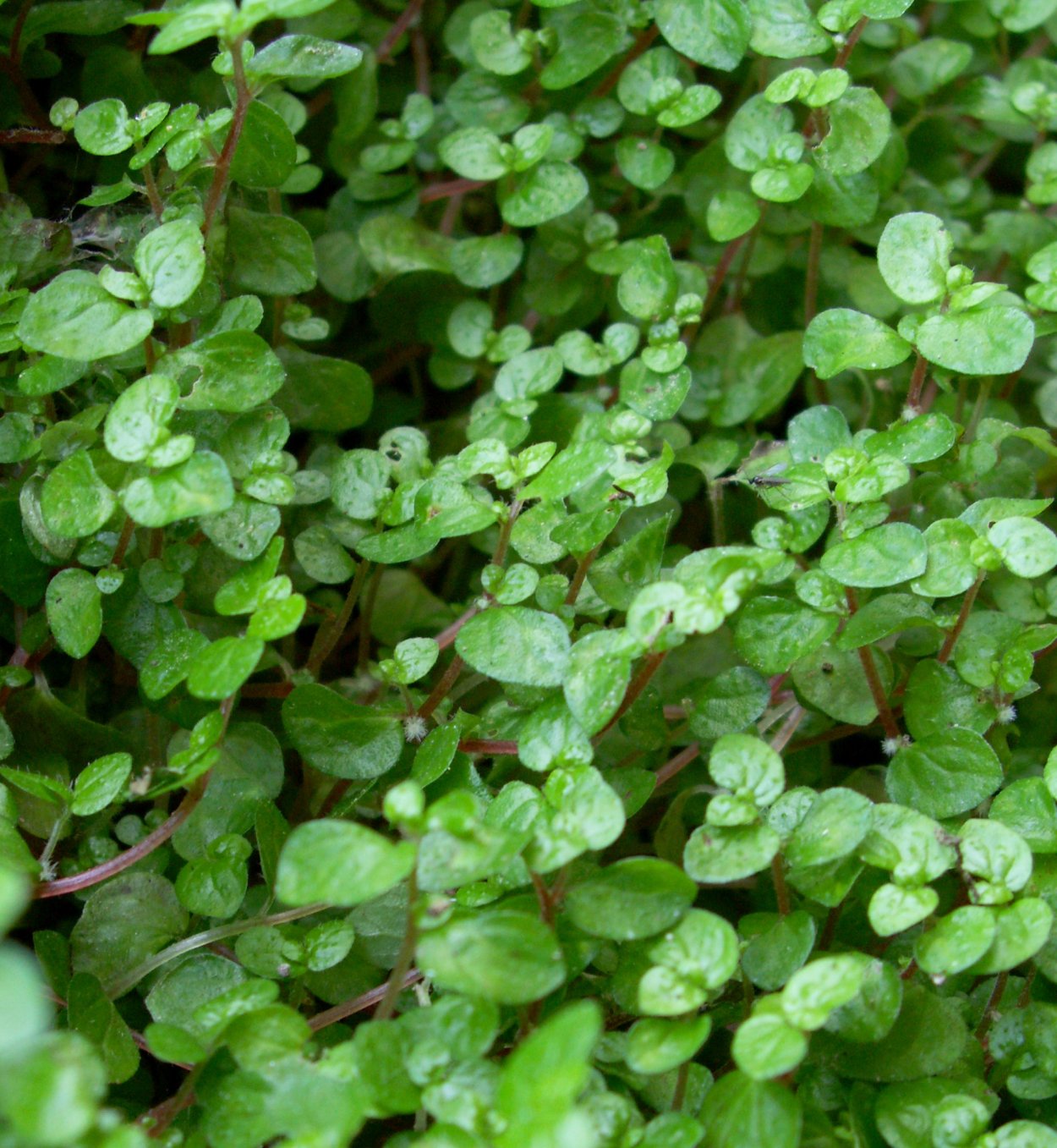 Солейролия пилея