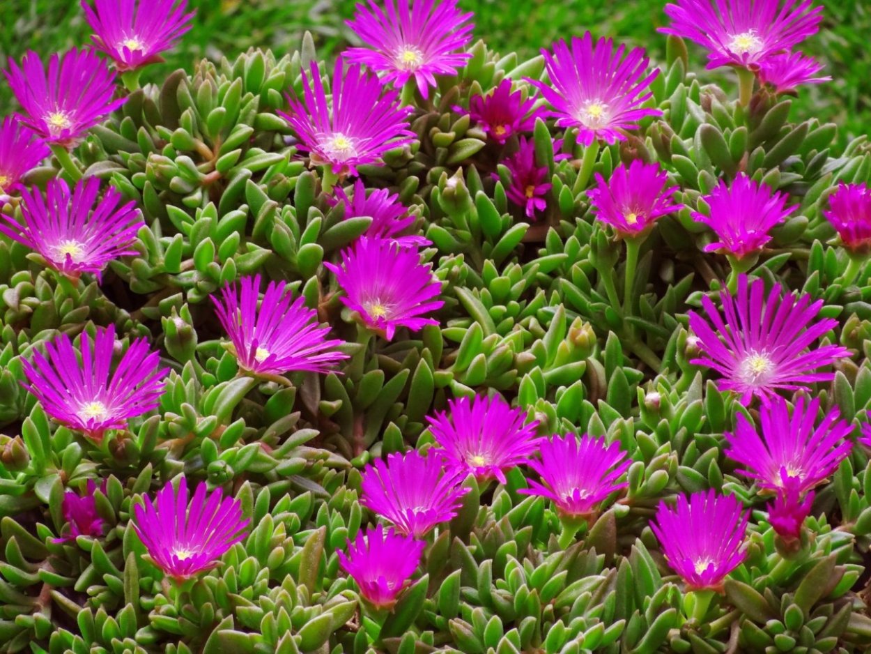 Делосперма Купера Созвездие