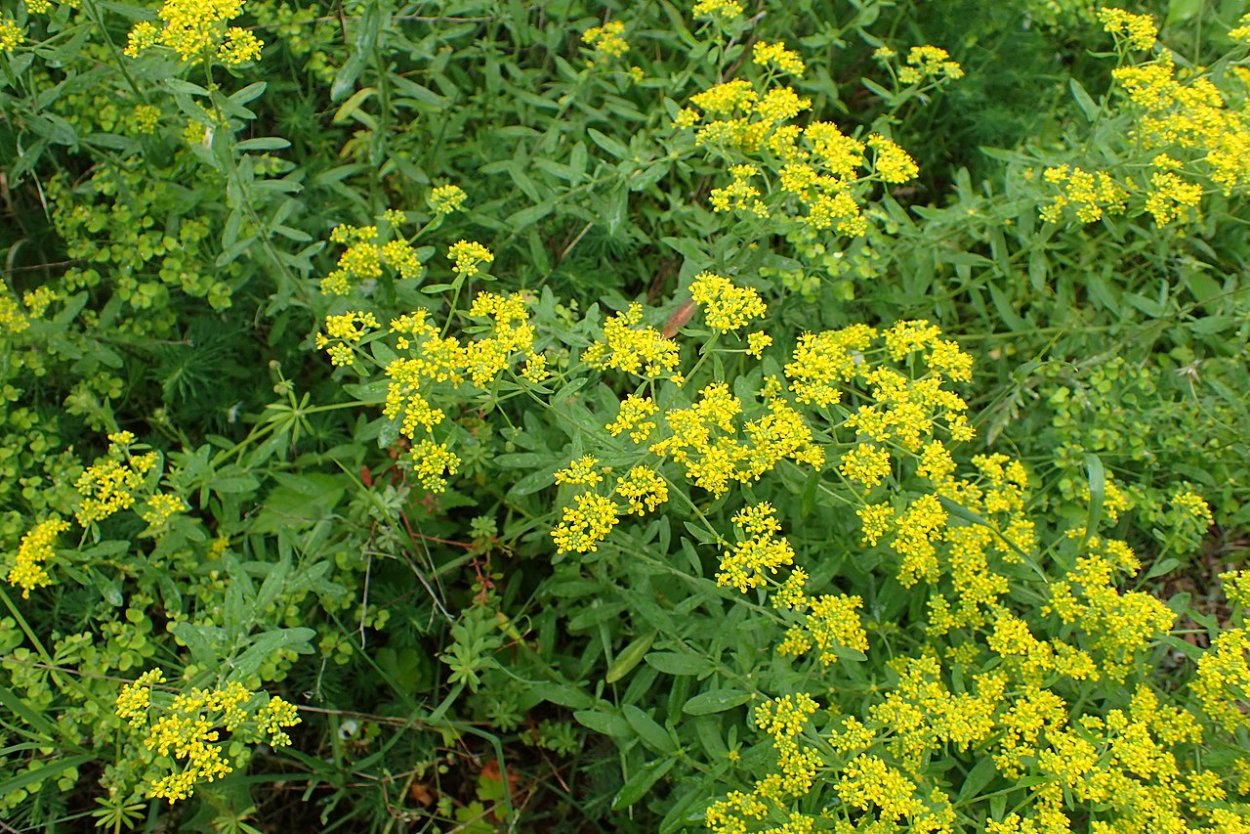 Мужичок Бурачок и Пан