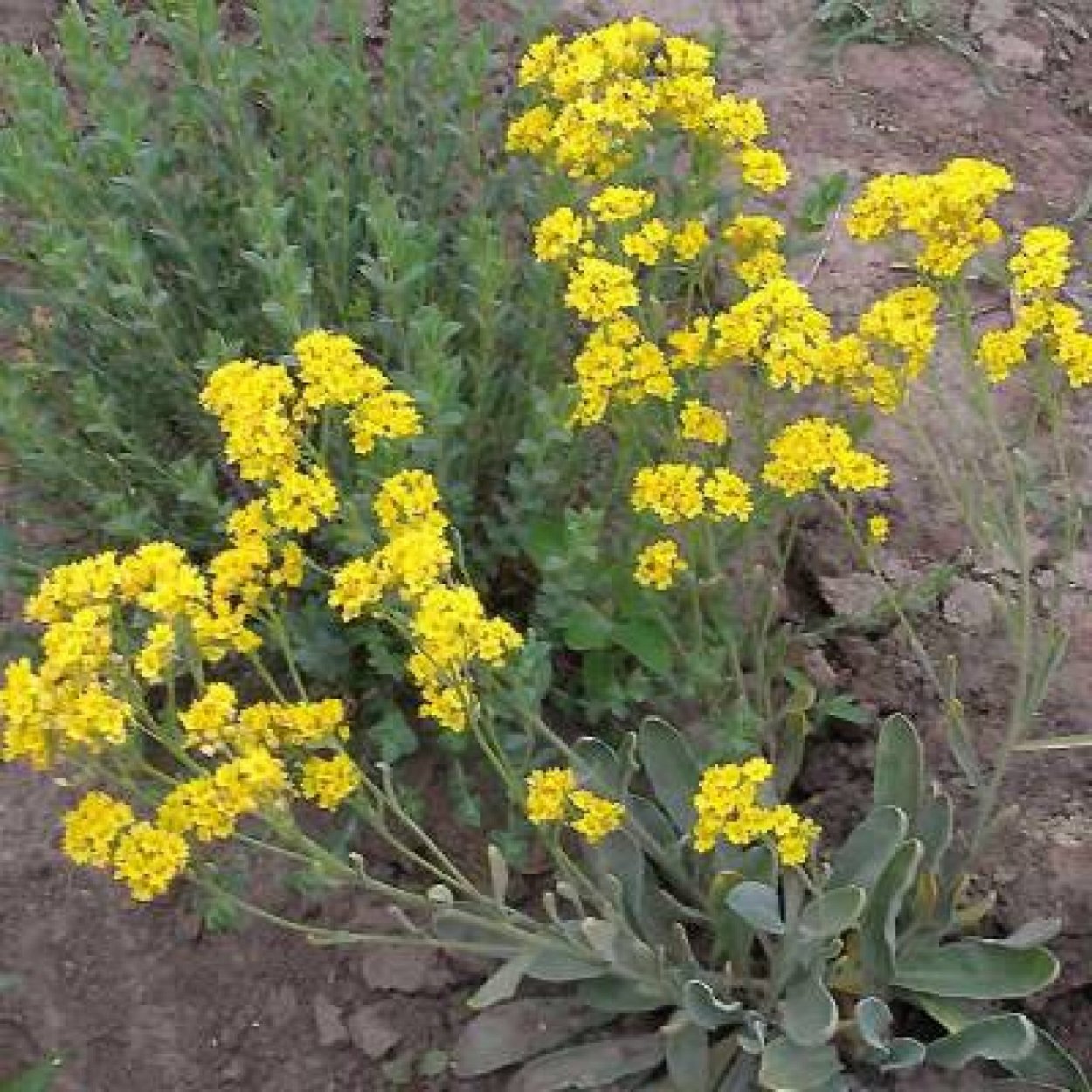 Алиссум горный желтый