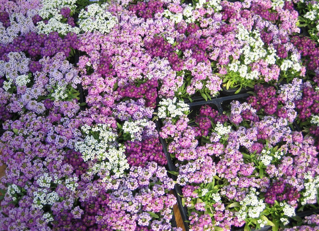 Алиссум Каменник