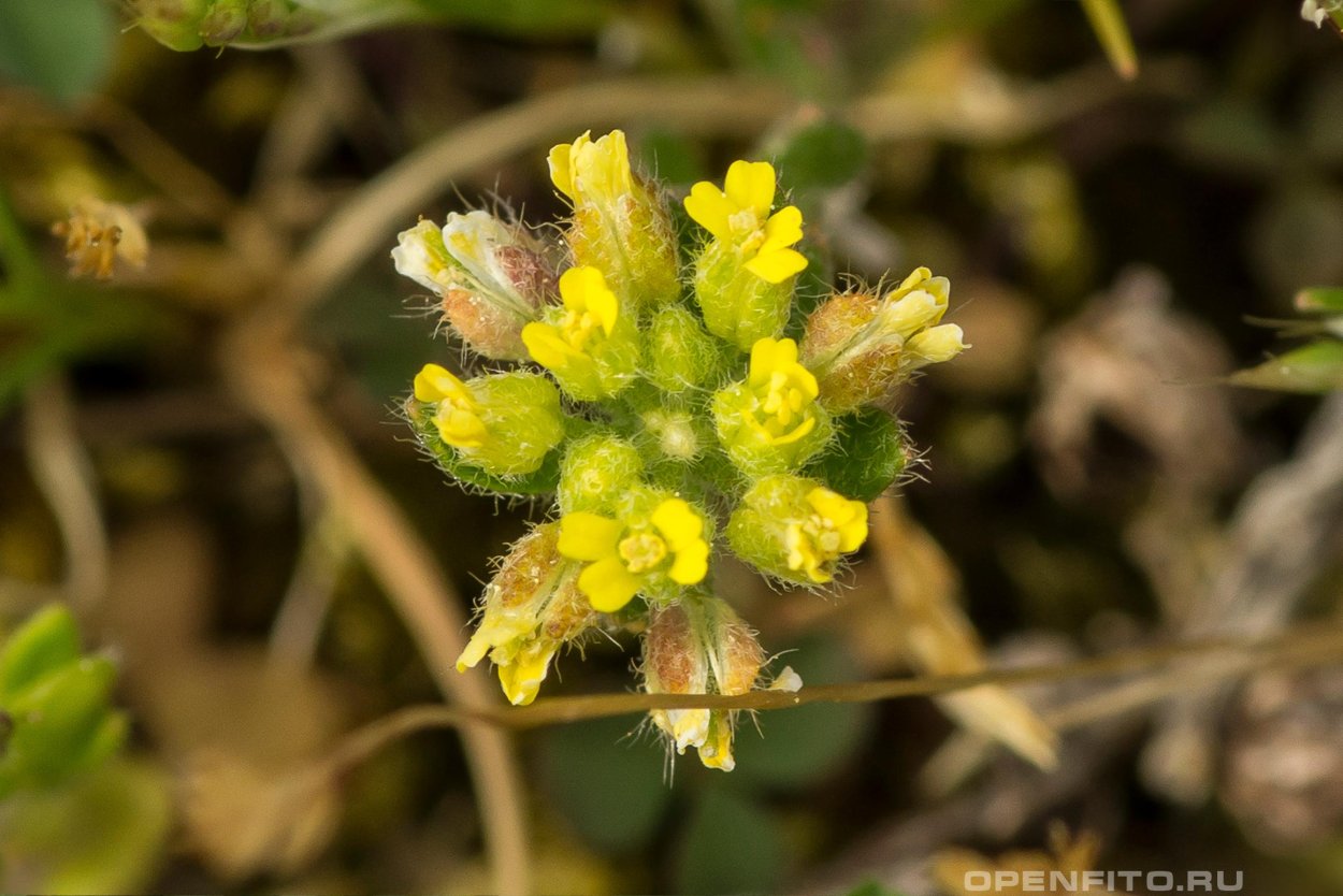 Бурачок Ленский