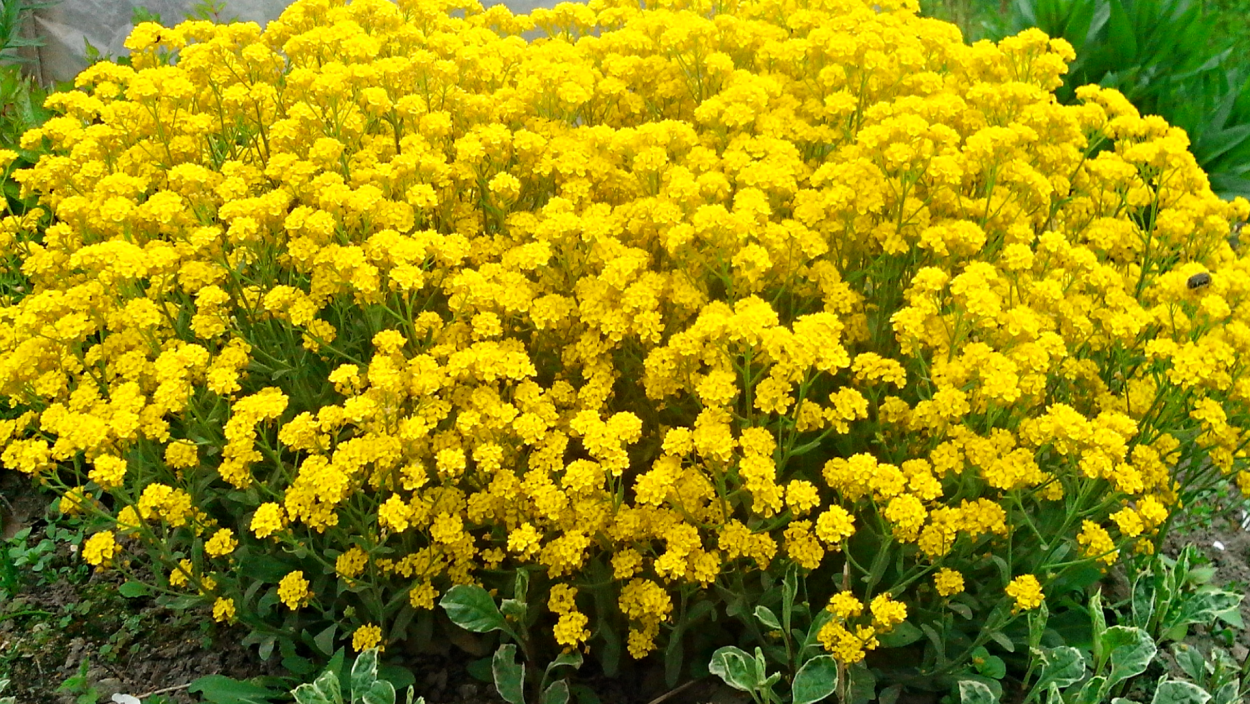 Алиссум Бурачок