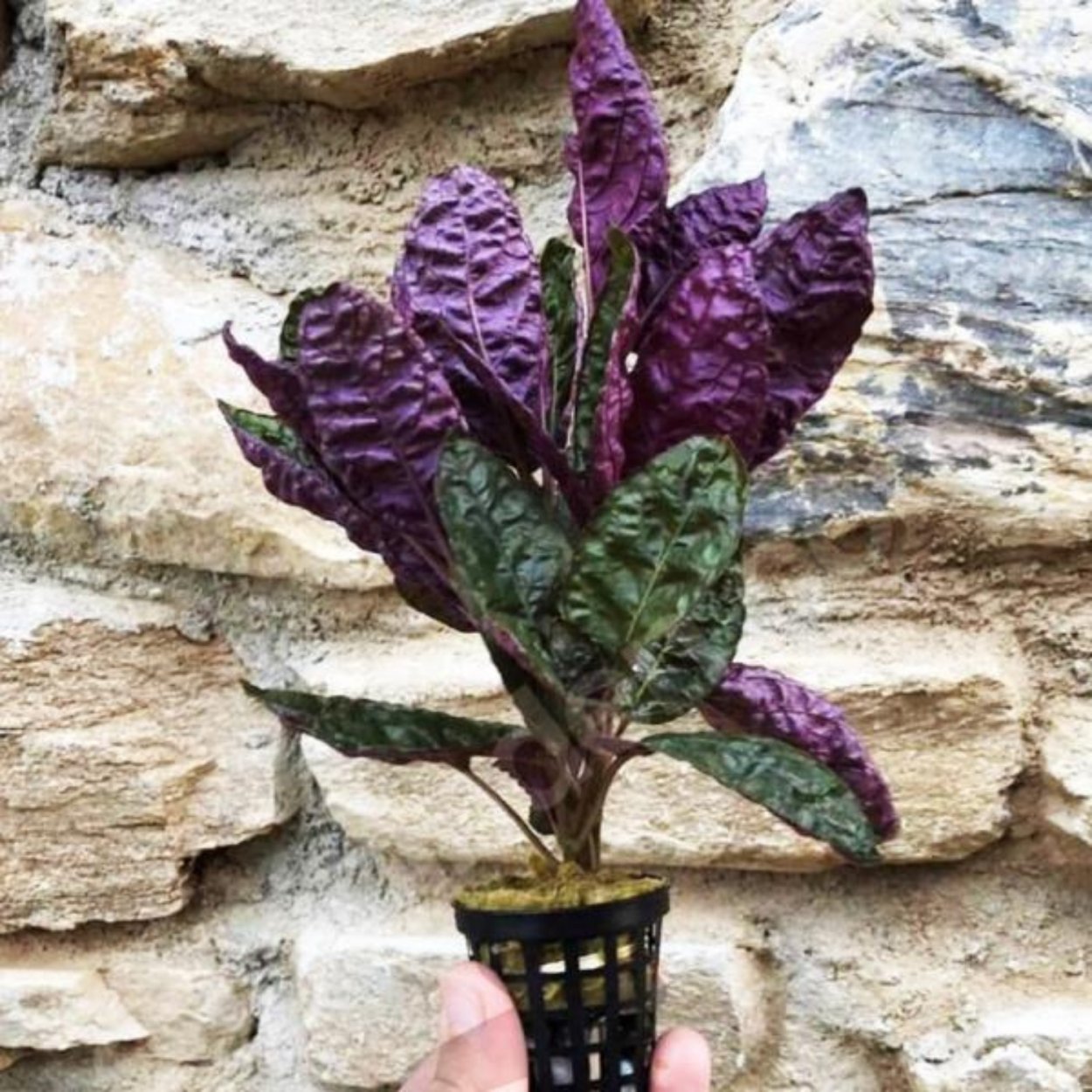 Хемиграфис экзотика узколистный