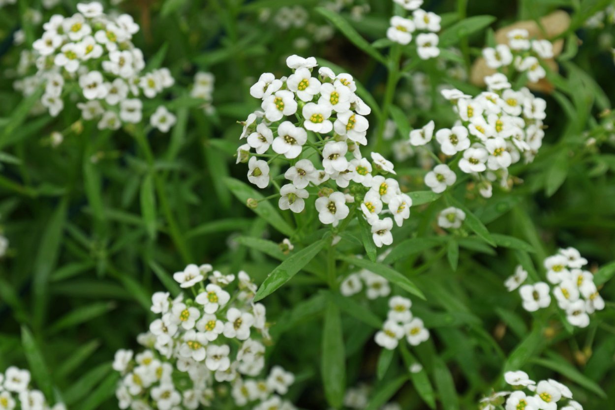 Алиссум лобулярия Каменник