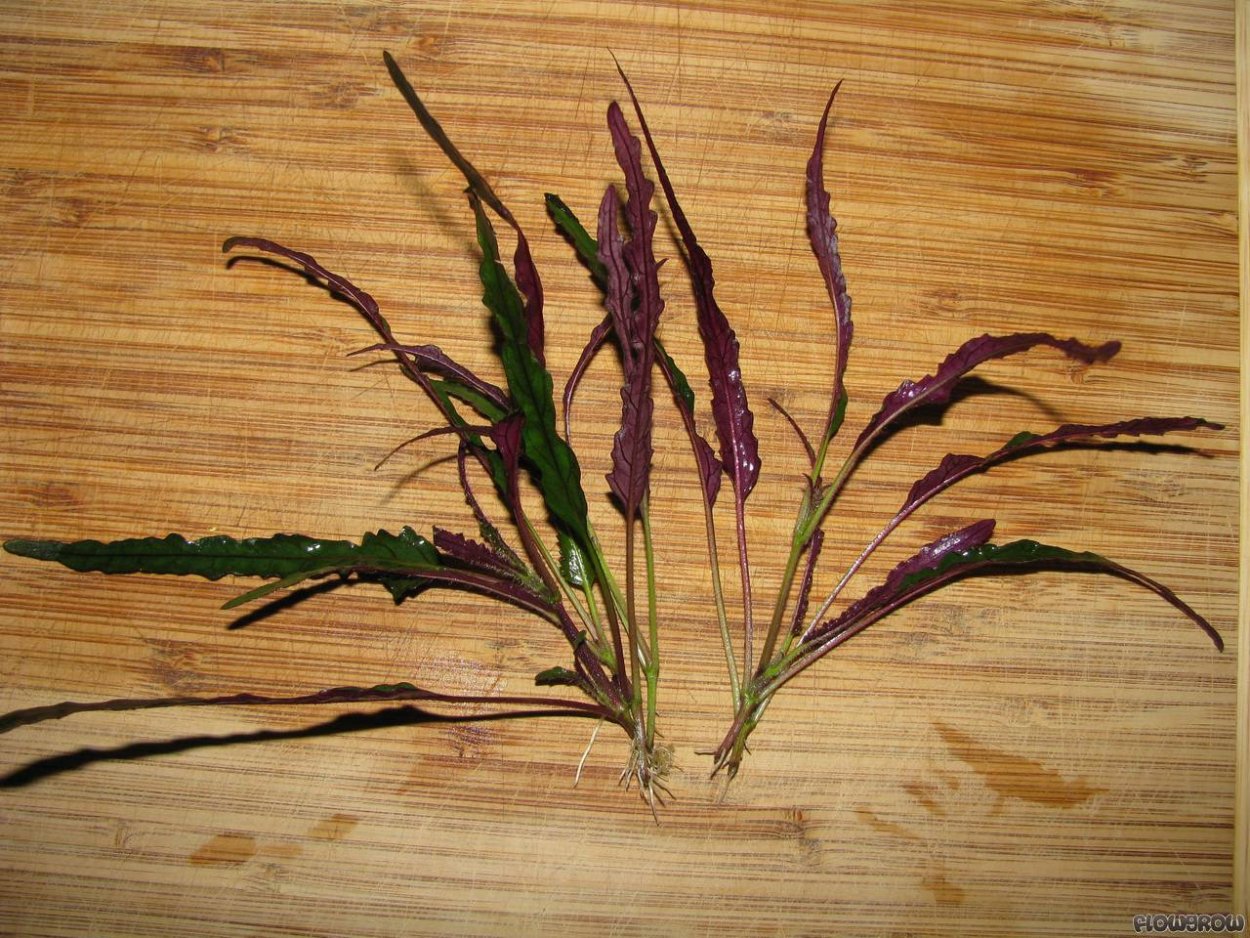 Гемиграфис аквариумное растение