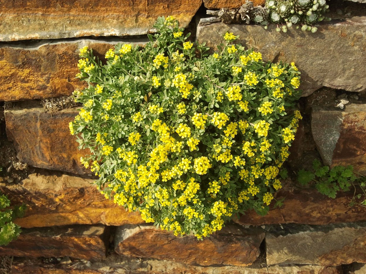 Алиссум (Бурачок) горный