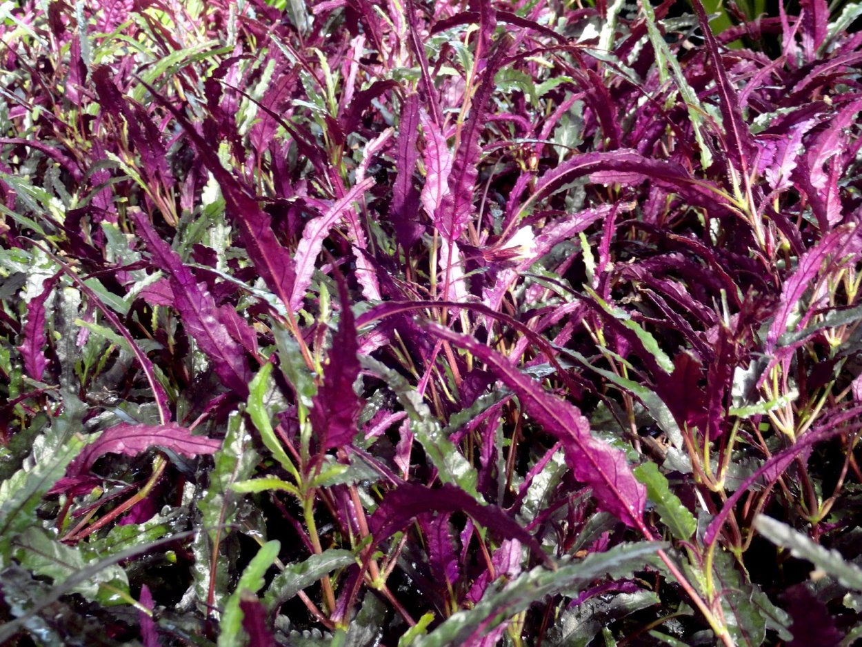 Хемиграфис экзотика узколистный