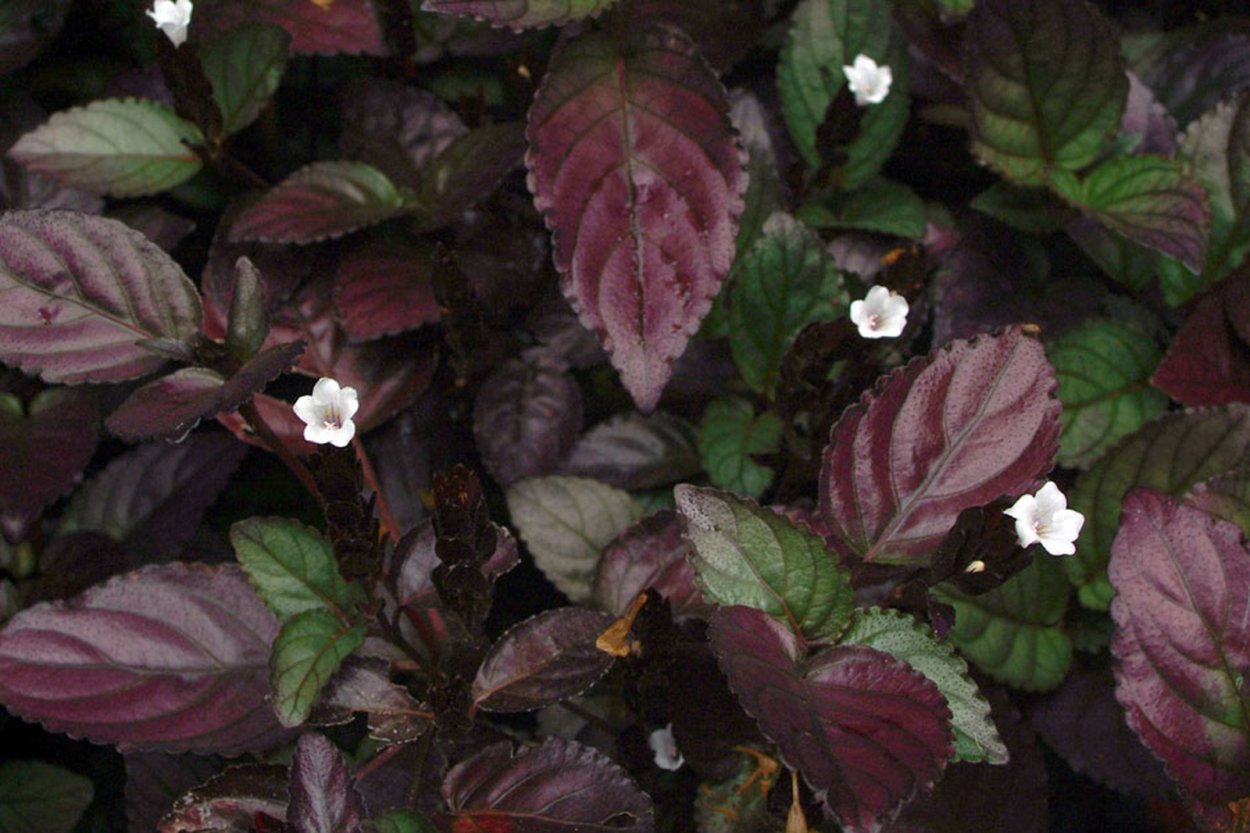 Перидиниевые водоросли