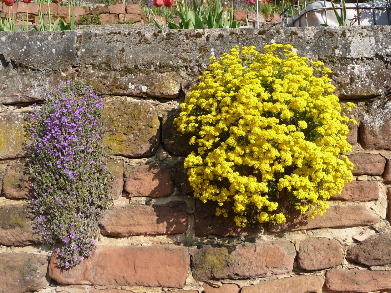 Алиссум Бурачок скальный