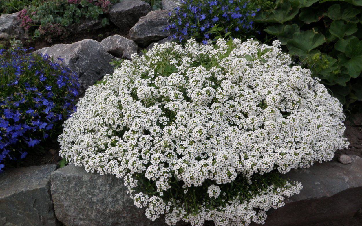 Алиссум тайни тим