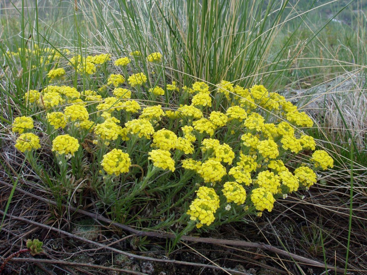 Алиссум полевой