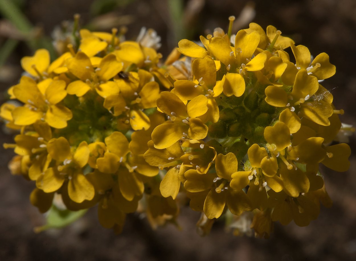 Алиссум Бурачок