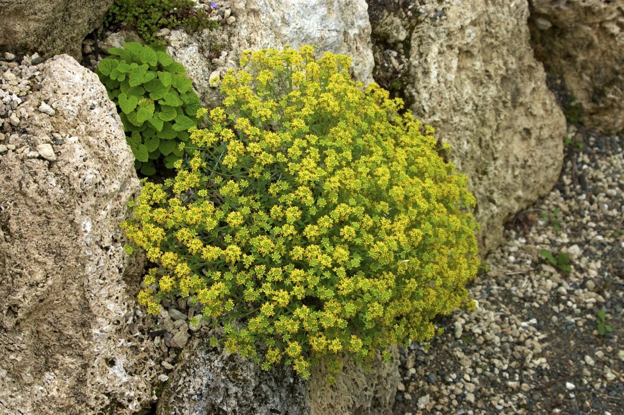 Алиссум Бурачок